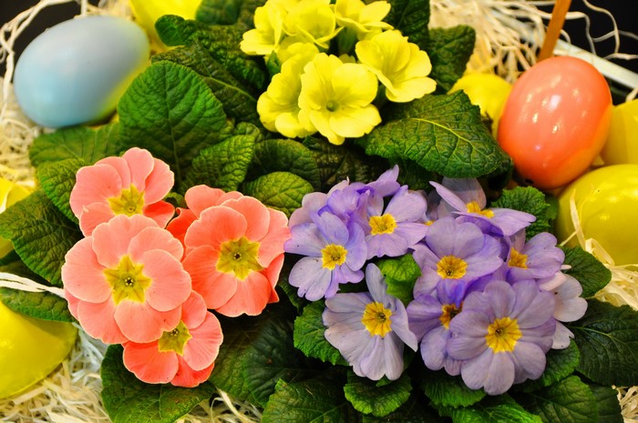 Colorful Primula Flowers Closeup with Easter Eggs