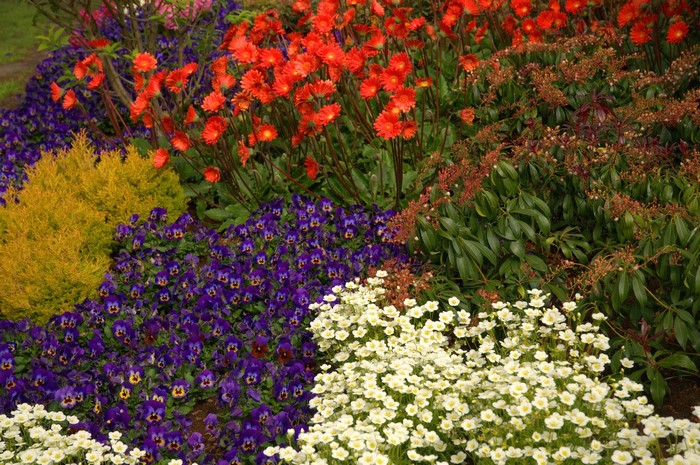 Keukenhof garden with gerberas, pansies, and primula