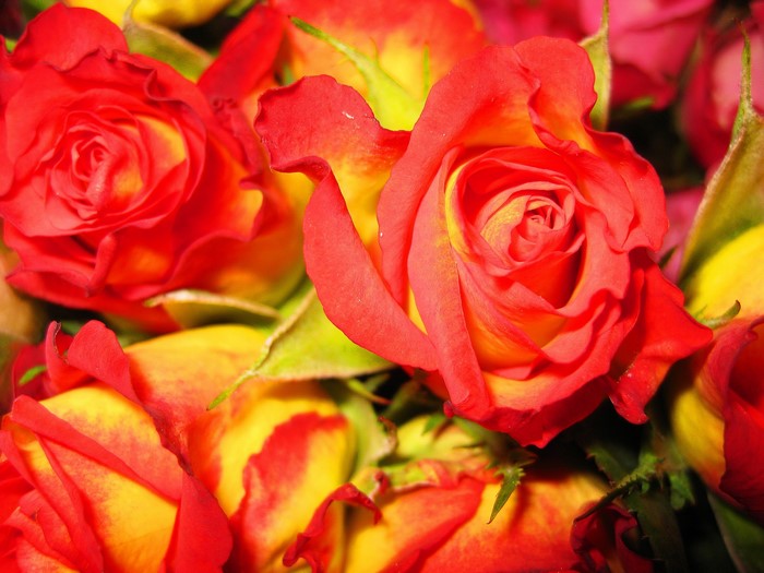 Close-up of Red and Yellow Roses