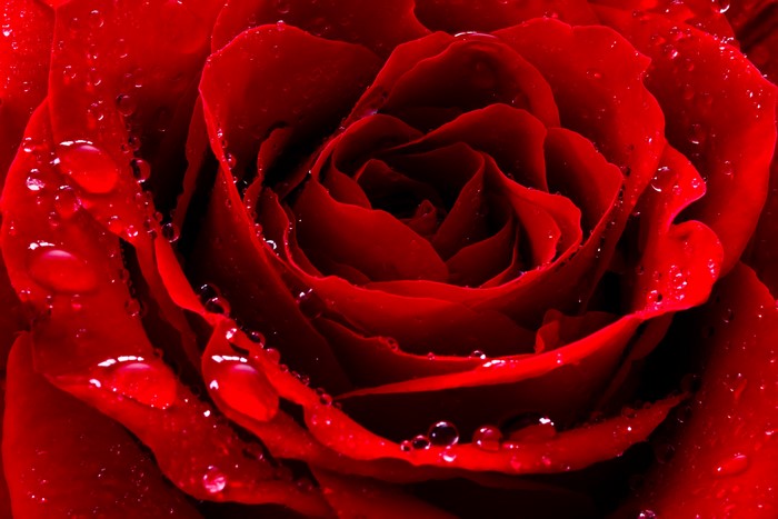 4K Closeup of Red Rose with Water Drops