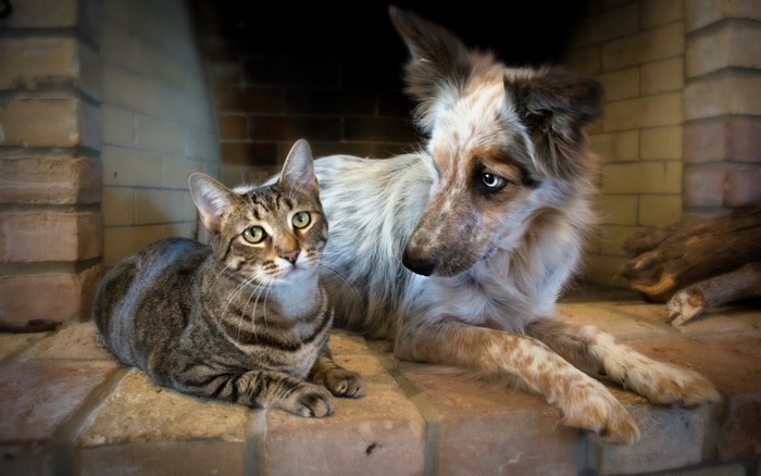 Cat and dog by a fireplace