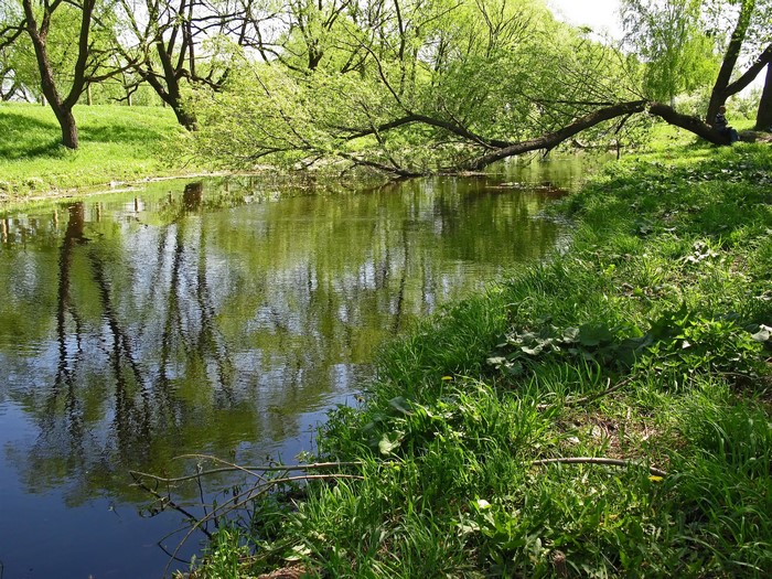 A river flows through a park with trees and grass