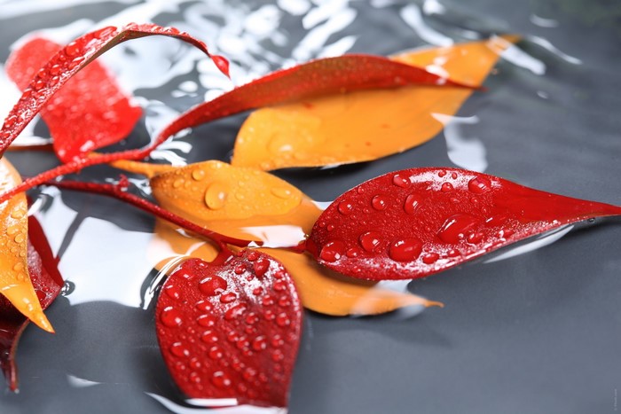 Red and orange autumn leaves with water droplets