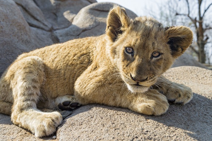 Lion cub resting on rocks