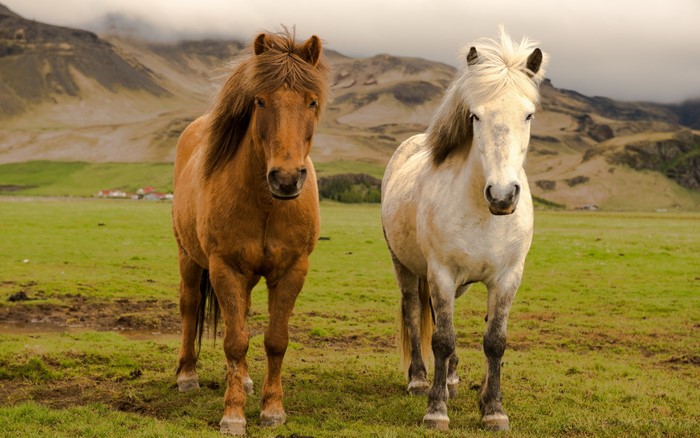 Two horses in a field with mountains