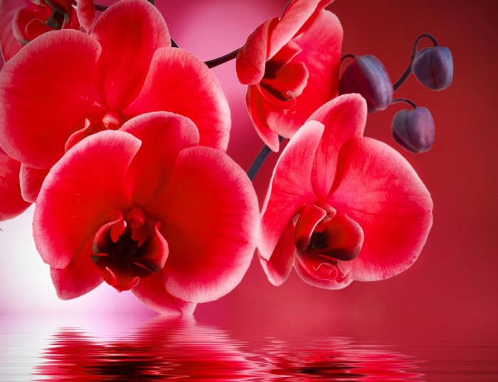 Red Orchids with Buds Reflected in Water
