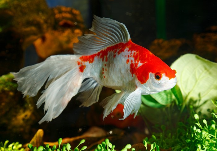 A red and white goldfish swims in an aquarium