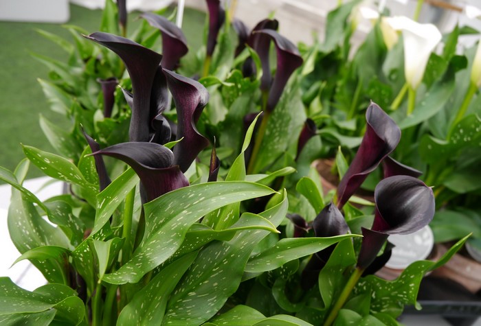 Dark Purple Calla Lilies with Green Leaves