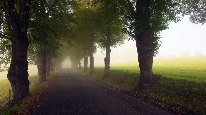 Tree-lined road disappearing into fog