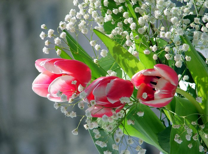 Pink and white tulips with baby's breath