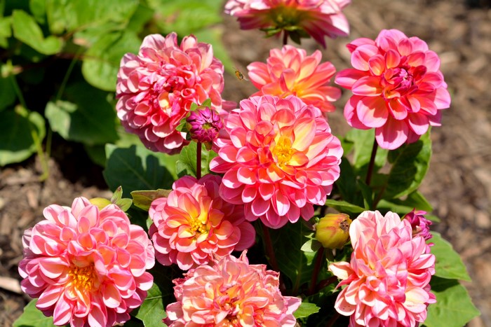 Pink and yellow dahlias in bloom