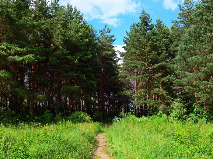 Forest trail with pine trees and green grass