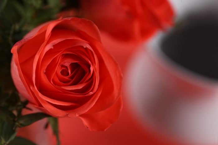 Close-up of a vibrant red rose