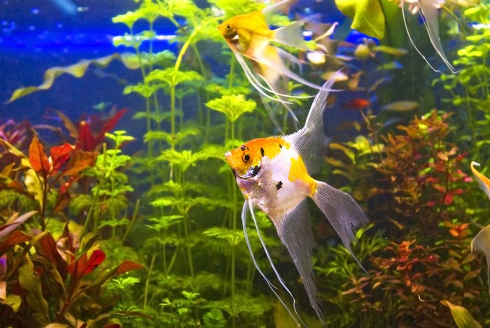4K Angelfish in Aquarium