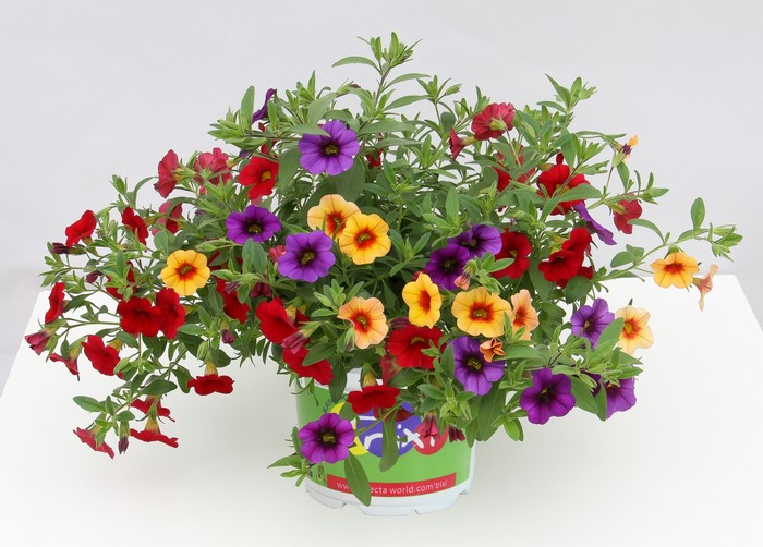 Colorful Calibrachoa Flowers in Bloom