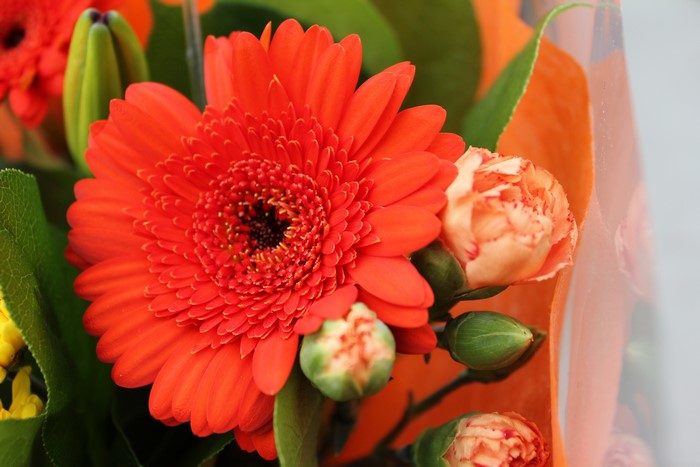 Orange Gerbera Daisy and Carnations