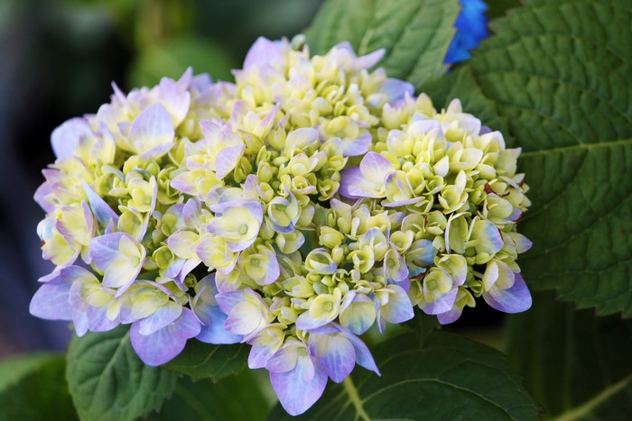 Close-up of a blooming Hydrangea flower