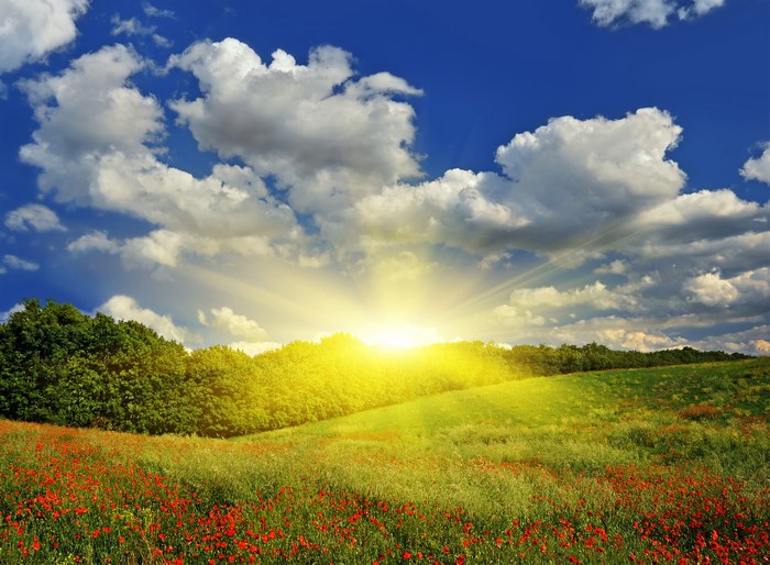 Field of poppies under a sunny sky