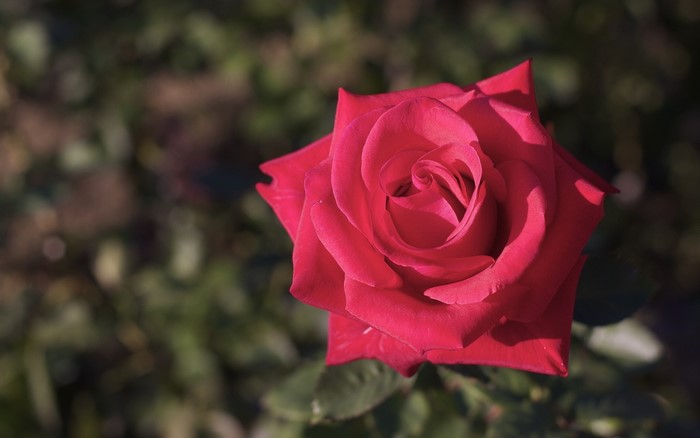 Close-up of a red rose