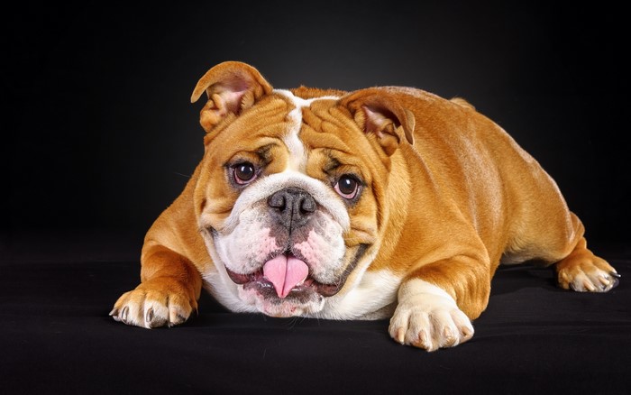 Cute Bulldog Lying and Glancing Forward