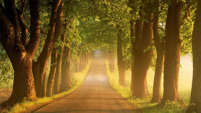 Tree-lined road in golden sunlight