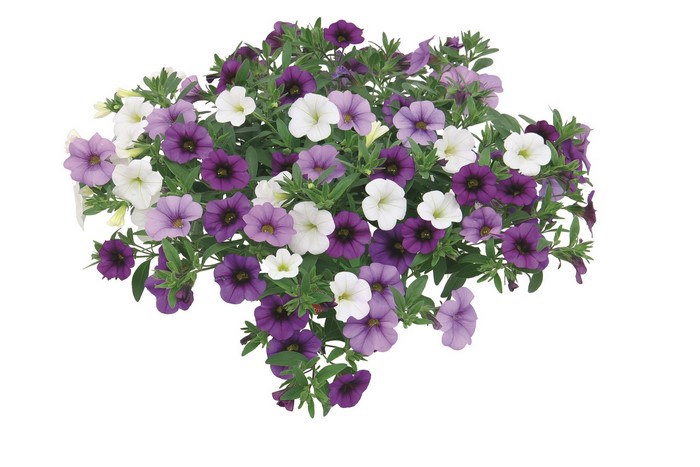 Calibrachoa flowers in purple and white