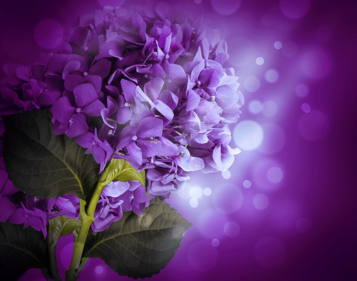 4K Hydrangea Closeup Violet