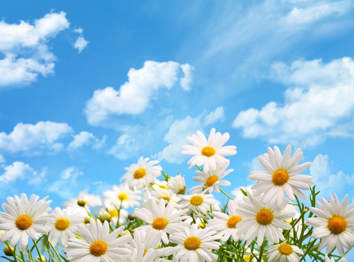 4K Camomiles Field Under Blue Sky with Clouds