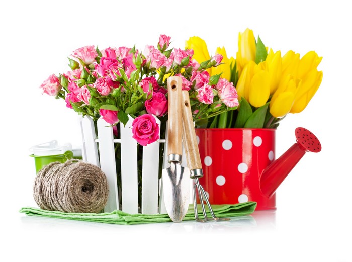 4K Tulips and Roses with Gardening Tools