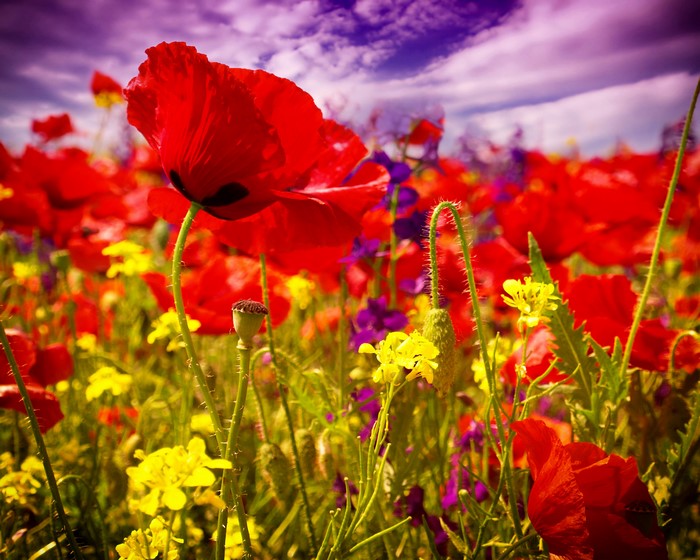 Field of red poppies and yellow flowers under a purple sky