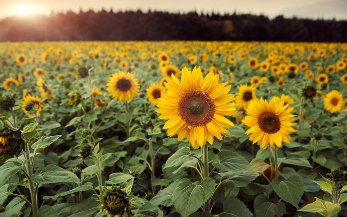 Field of Sunflowers at Sunset