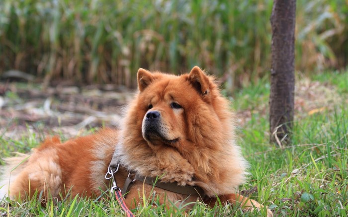 Chow Chow dog lying on grass