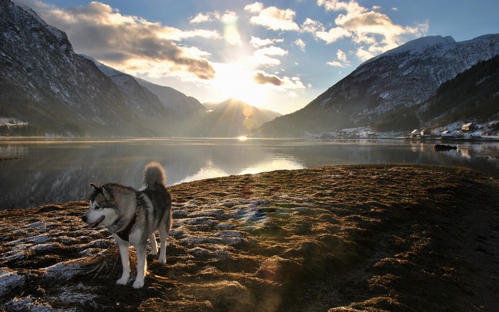 Husky dog by a lake with mountains at sunset