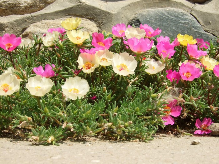 Portulaca flowers in bloom