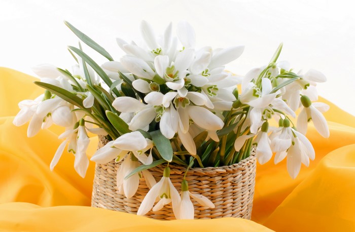 Bouquet of Snowdrops in a Wicker Basket