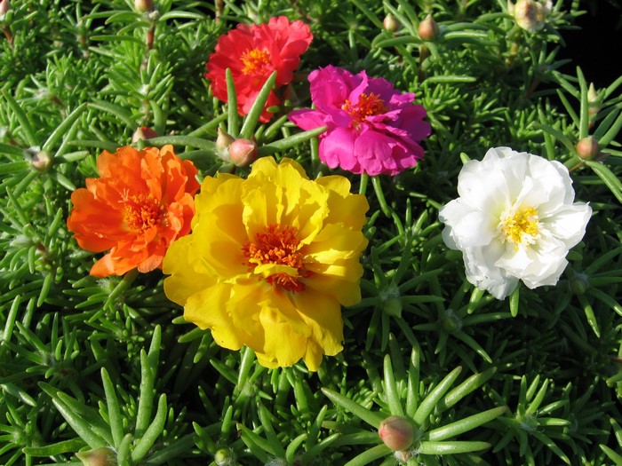 «Portulaca» HD wallpapers