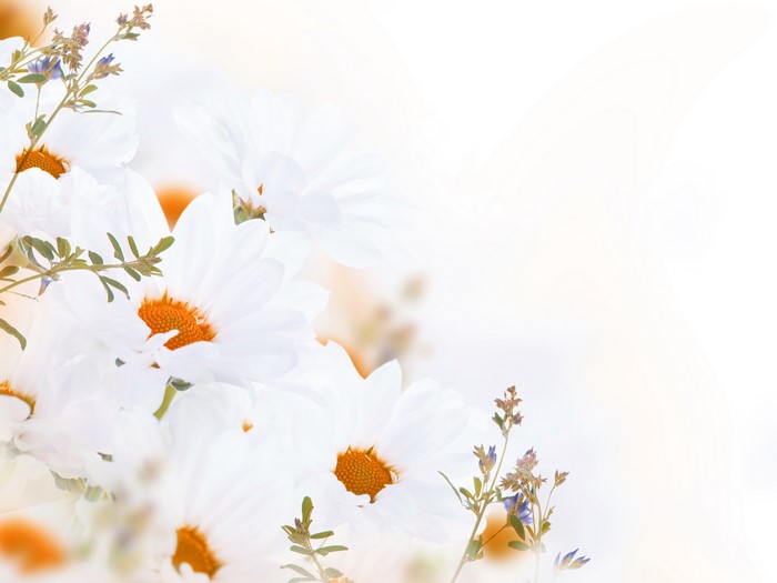 White Camomiles Closeup