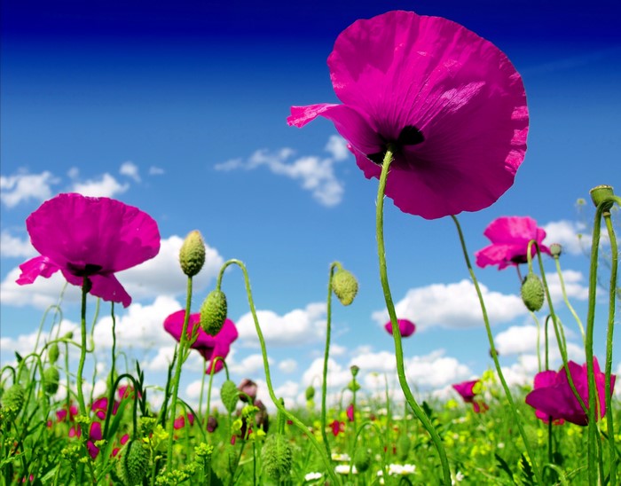 Pink Poppies in a Field Under a Blue Sky