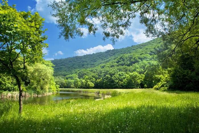Green Hillside with Lake and Trees