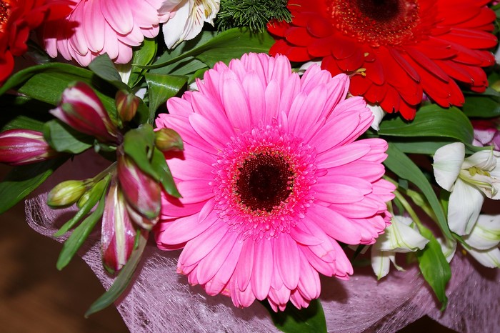 Pink and red gerbera daisies with buds