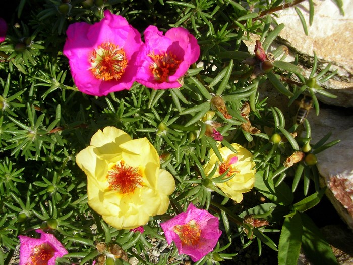 Pink and yellow Portulaca flowers with a bee