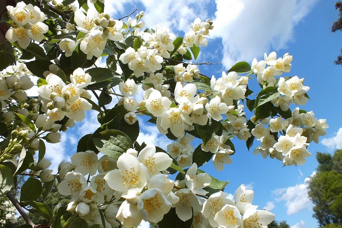 White jasmine flowers blooming on a branch against a blue sky
