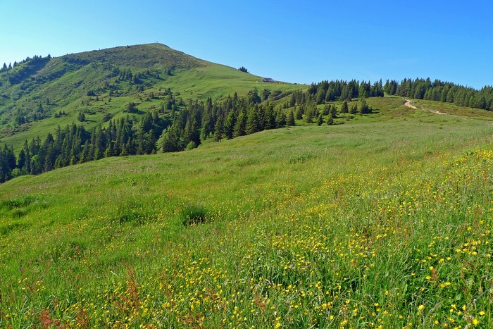 Green mountain meadow with yellow flowers and spruce trees