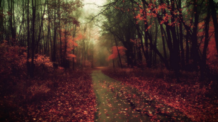 Autumn forest path with fallen leaves
