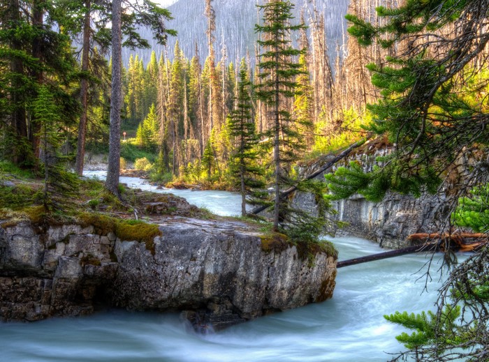 River flowing through a forest in Kootenay National Park, Canada