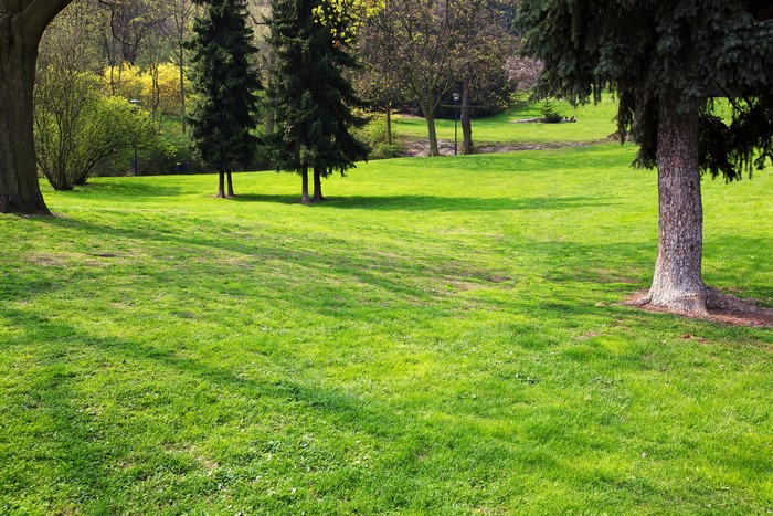 Park Lawn with Trees and Sunlight