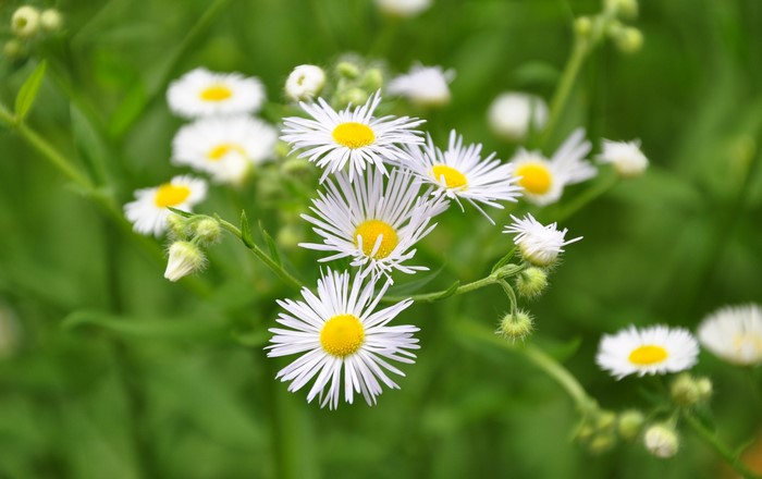 Chamomile flowers in bloom