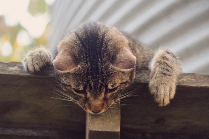 Tabby cat resting on a wooden surface