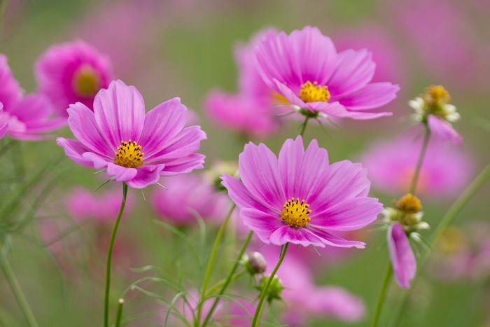 Pink cosmos flowers in a field