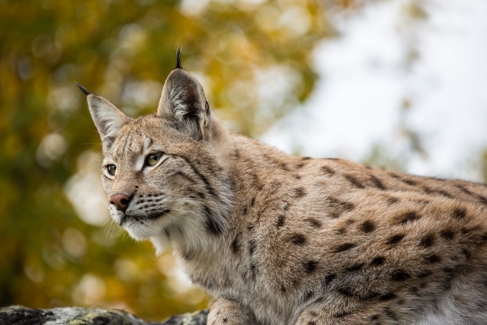 Lynx with spotted fur in autumn forest
